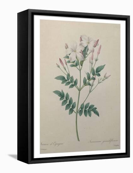 Spanish Jasmine-Pierre-Joseph Redoute-Framed Stretched Canvas