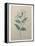 Spanish Jasmine-Pierre-Joseph Redoute-Framed Stretched Canvas