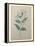 Spanish Jasmine-Pierre-Joseph Redoute-Framed Stretched Canvas