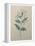 Spanish Jasmine-Pierre-Joseph Redoute-Framed Stretched Canvas