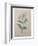 Spanish Jasmine-Pierre-Joseph Redoute-Framed Art Print