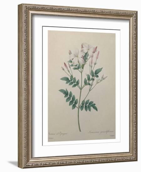 Spanish Jasmine-Pierre-Joseph Redoute-Framed Art Print