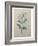 Spanish Jasmine-Pierre-Joseph Redoute-Framed Art Print