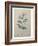 Spanish Jasmine-Pierre-Joseph Redoute-Framed Art Print