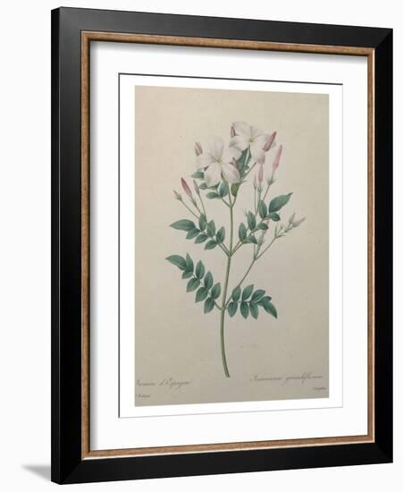 Spanish Jasmine-Pierre-Joseph Redoute-Framed Art Print