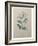 Spanish Jasmine-Pierre-Joseph Redoute-Framed Art Print