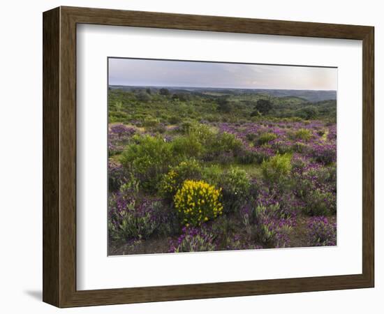 Spanish lavender, Parque Natural do Vale do Guadiana, Portugal, Alentejo-Martin Zwick-Framed Photographic Print