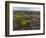 Spanish lavender, Parque Natural do Vale do Guadiana, Portugal, Alentejo-Martin Zwick-Framed Photographic Print