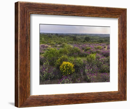 Spanish lavender, Parque Natural do Vale do Guadiana, Portugal, Alentejo-Martin Zwick-Framed Photographic Print