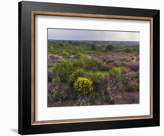 Spanish lavender, Parque Natural do Vale do Guadiana, Portugal, Alentejo-Martin Zwick-Framed Photographic Print