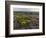 Spanish lavender, Parque Natural do Vale do Guadiana, Portugal, Alentejo-Martin Zwick-Framed Photographic Print