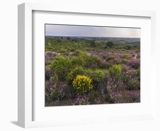 Spanish lavender, Parque Natural do Vale do Guadiana, Portugal, Alentejo-Martin Zwick-Framed Photographic Print