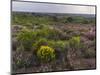 Spanish lavender, Parque Natural do Vale do Guadiana, Portugal, Alentejo-Martin Zwick-Mounted Photographic Print