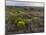 Spanish lavender, Parque Natural do Vale do Guadiana, Portugal, Alentejo-Martin Zwick-Mounted Photographic Print