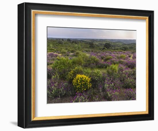 Spanish lavender, Parque Natural do Vale do Guadiana, Portugal, Alentejo-Martin Zwick-Framed Photographic Print