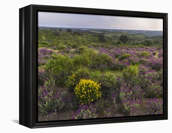 Spanish lavender, Parque Natural do Vale do Guadiana, Portugal, Alentejo-Martin Zwick-Framed Premier Image Canvas