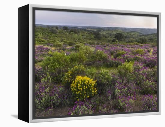 Spanish lavender, Parque Natural do Vale do Guadiana, Portugal, Alentejo-Martin Zwick-Framed Premier Image Canvas