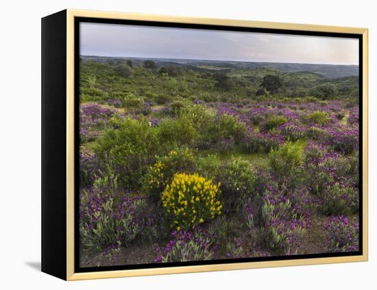 Spanish lavender, Parque Natural do Vale do Guadiana, Portugal, Alentejo-Martin Zwick-Framed Premier Image Canvas