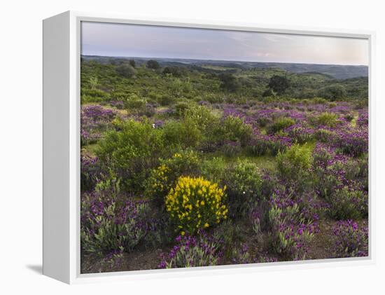 Spanish lavender, Parque Natural do Vale do Guadiana, Portugal, Alentejo-Martin Zwick-Framed Premier Image Canvas