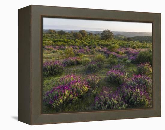 Spanish lavender, Parque Natural do Vale do Guadiana, Portugal, Alentejo-Martin Zwick-Framed Premier Image Canvas