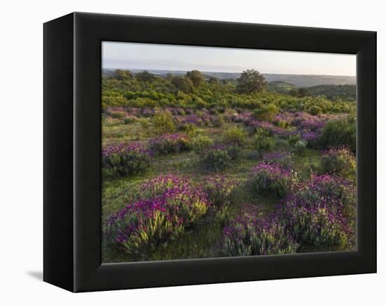 Spanish lavender, Parque Natural do Vale do Guadiana, Portugal, Alentejo-Martin Zwick-Framed Premier Image Canvas