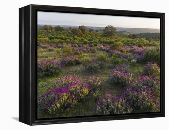 Spanish lavender, Parque Natural do Vale do Guadiana, Portugal, Alentejo-Martin Zwick-Framed Premier Image Canvas