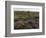 Spanish lavender, Parque Natural do Vale do Guadiana, Portugal, Alentejo-Martin Zwick-Framed Photographic Print