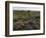 Spanish lavender, Parque Natural do Vale do Guadiana, Portugal, Alentejo-Martin Zwick-Framed Photographic Print