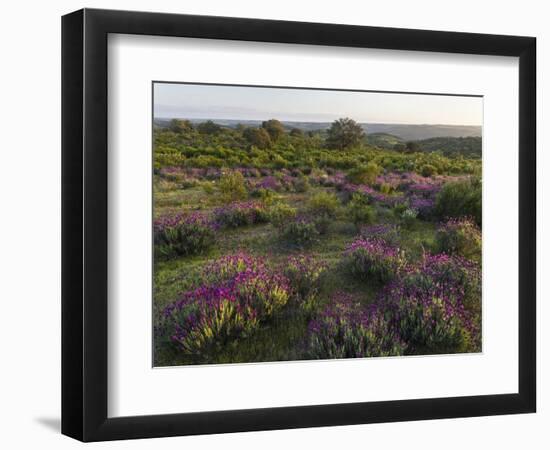 Spanish lavender, Parque Natural do Vale do Guadiana, Portugal, Alentejo-Martin Zwick-Framed Photographic Print