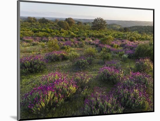 Spanish lavender, Parque Natural do Vale do Guadiana, Portugal, Alentejo-Martin Zwick-Mounted Photographic Print