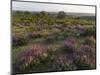 Spanish lavender, Parque Natural do Vale do Guadiana, Portugal, Alentejo-Martin Zwick-Mounted Photographic Print