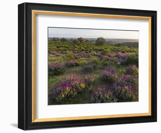 Spanish lavender, Parque Natural do Vale do Guadiana, Portugal, Alentejo-Martin Zwick-Framed Photographic Print