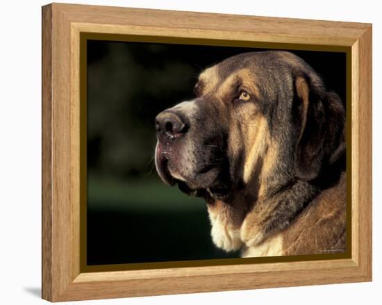 Spanish Mastiff Portrait-Adriano Bacchella-Framed Premier Image Canvas