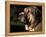 Spanish Mastiff Portrait-Adriano Bacchella-Framed Premier Image Canvas