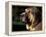 Spanish Mastiff Portrait-Adriano Bacchella-Framed Premier Image Canvas