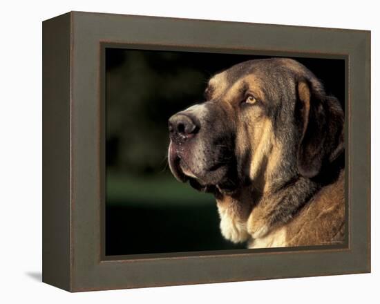 Spanish Mastiff Portrait-Adriano Bacchella-Framed Premier Image Canvas