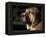 Spanish Mastiff Portrait-Adriano Bacchella-Framed Premier Image Canvas