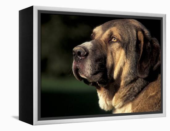 Spanish Mastiff Portrait-Adriano Bacchella-Framed Premier Image Canvas