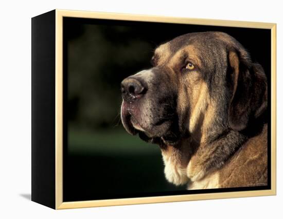 Spanish Mastiff Portrait-Adriano Bacchella-Framed Premier Image Canvas