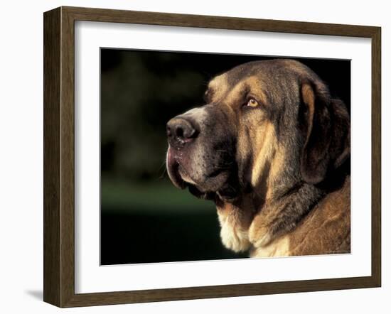 Spanish Mastiff Portrait-Adriano Bacchella-Framed Photographic Print