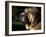 Spanish Mastiff Portrait-Adriano Bacchella-Framed Photographic Print