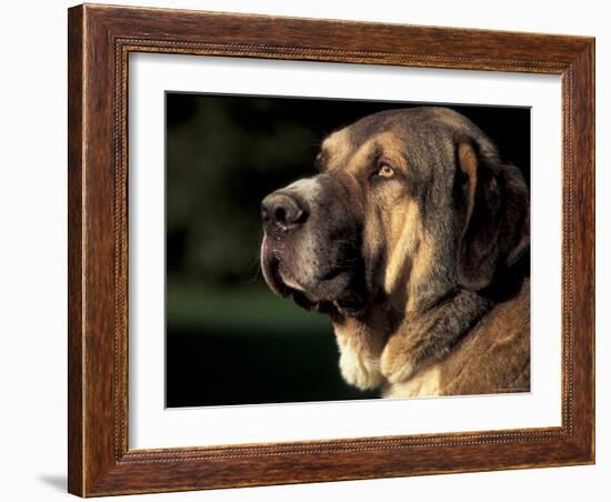 Spanish Mastiff Portrait-Adriano Bacchella-Framed Photographic Print