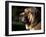 Spanish Mastiff Portrait-Adriano Bacchella-Framed Photographic Print