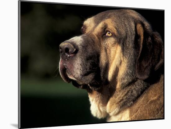 Spanish Mastiff Portrait-Adriano Bacchella-Mounted Photographic Print