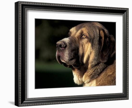 Spanish Mastiff Portrait-Adriano Bacchella-Framed Photographic Print