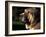Spanish Mastiff Portrait-Adriano Bacchella-Framed Photographic Print