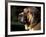 Spanish Mastiff Portrait-Adriano Bacchella-Framed Photographic Print