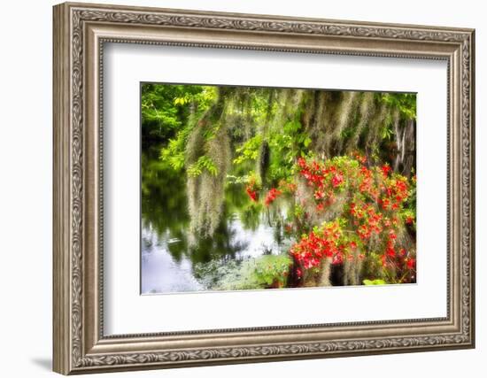 Spanish Moss and Azalea, South Carolina-George Oze-Framed Photographic Print