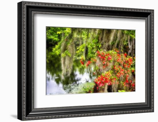 Spanish Moss and Azalea, South Carolina-George Oze-Framed Photographic Print