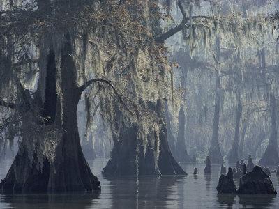 Spanish Moss Drapes Old Cypress Trees On Lake Verret Louisiana